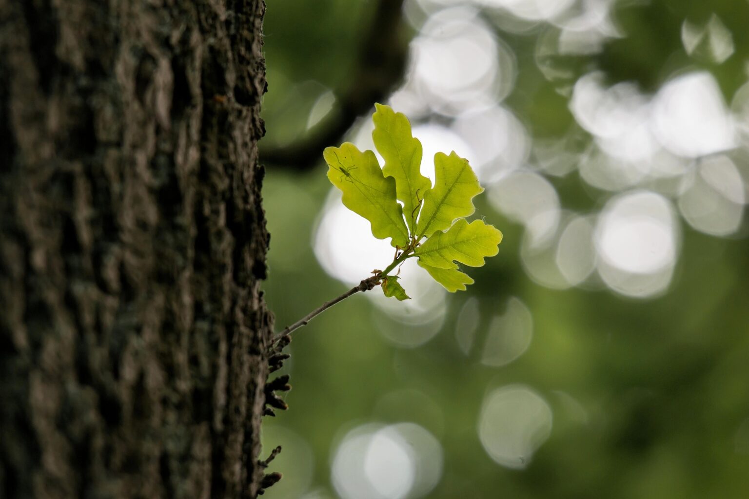 Oaktree representing resilience in nature