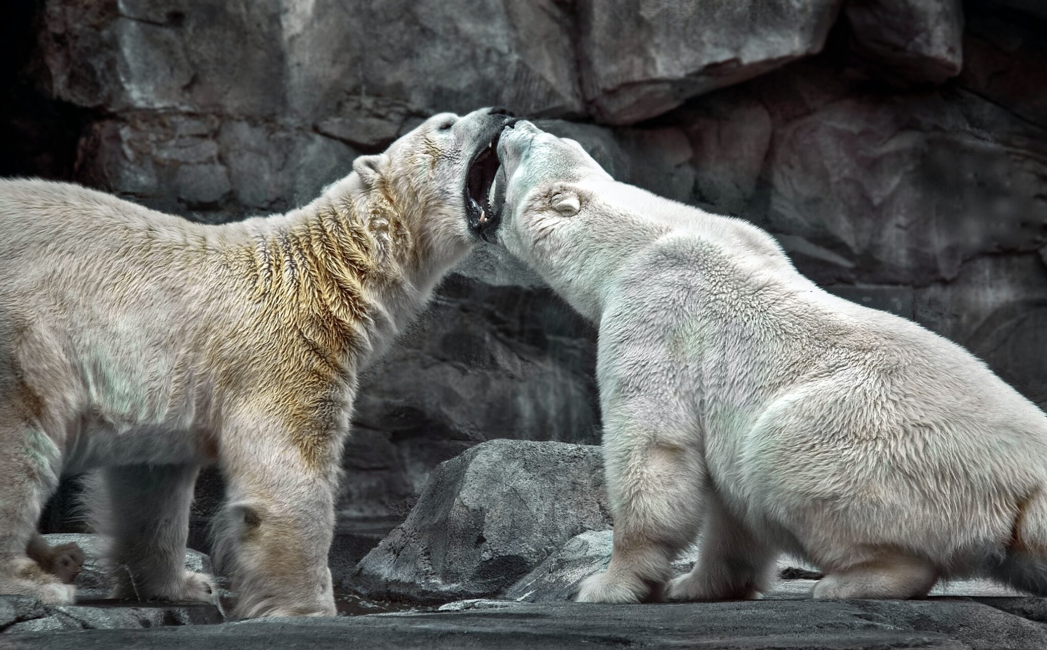 Polar Bears_sterlinglanier-lanier-c6VX5t3Ftg8-unsplash